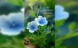 فال ابجد 16 اردیبهشت 1404 + فیلم